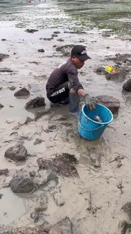 Bắt cua#obien#trungmanh#🤎❤️ 