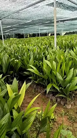 cau giống trái dài xuất khẩu, ship toàn quốc, giá tại vườn 10k liên hệ sdt ở phầm bio để đc tư vấn giá tốt nhất#xuhuong #câycau#caygiong