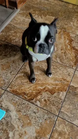 I wanna hold your paw too 🐾  #fyp #foryou #bostonterrier #boston #bostonterriersoftiktok #bostonterrierlovers #bostonterriersofinstagram #bostonterrierpuppy #bostonterrierlove #bostonterriers #dogsoftiktok #dog #dogs #dogmom #pup #puppylove #puppies #puppiesoftiktok #cute #holdmyhand 