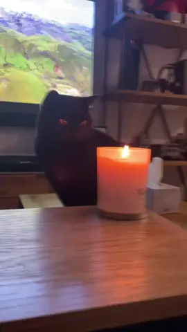 miau #ritual #cat #witchcat #catwitch #witch #vaiprofybct #bruxas #bruxos  #bruxaria #feitiçaria #ritual #ritualistico #sobrenatural #gatopreto #blackcat #cat #espiritual #velas #spellmans #salem #ritualistic #magos #macumba #gatos 