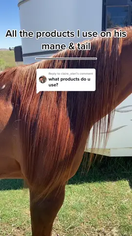 Replying to @claire_eleri all the products i use on his mane and tail #fyp #fypシ #foryoupage #reiner #quarterhorse #horsesoftiktok #ranchriding #tail #horsetail #mane #horsemane #longhair #longmane #longtail 