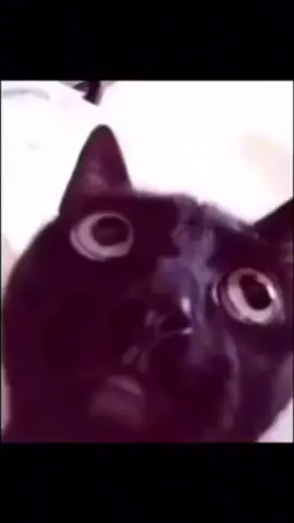 #CapCut  #zombiecat #blackops 