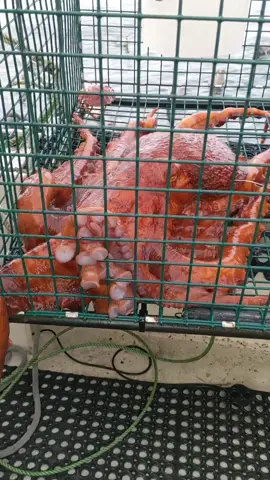 Giant Pacific Red Octopus #octopus #rockcrab #fishtok #crab #ocean #giant #fish #fisherman #fishing #fishinglife #crabbing #shark #bigfish #sharkweek #boatlife #nature #Science #boating #sushi #eel #santacruz #friendliestcatch #deadliestcatch #sustainable  caught and released in Santa Cruz #hu#humanity