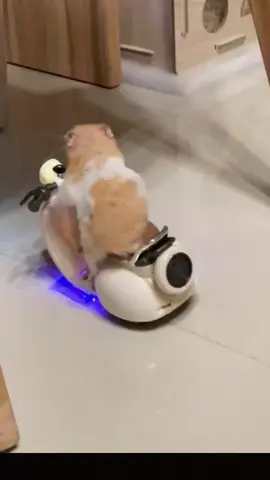 My little hamster will ride a motorcycle 🛵🛵🛵👍👍👍#hamster #pet #fyp 