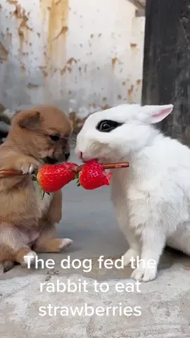 The dog fed the rabbit to eat strawberries,the rabbit didn’t eat, but also quite with relish #dog and rabbit #population #cute