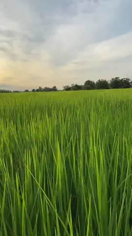 🌾#ยามเย็น #ทุ่งนา 