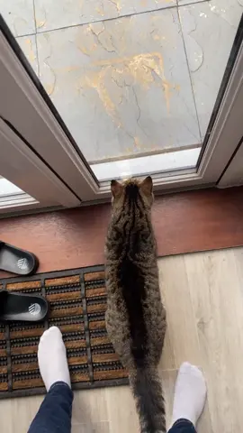 He’s so confused 😂😂😂 #fyp #catsoftiktok #cats #dumbcats #viral 