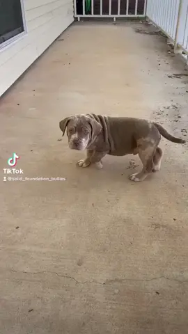 @solid_foundation_bullies  Lilac tri merle male Blue ghost tri female 3 months old
