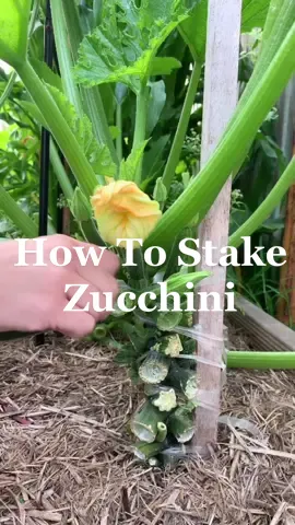 Staking Zucchini is such a good way to save space in the garden and also prevent disease. I tried this method a few years ago and it has become a regular practice in my garden. Training your Zucchini to grow vertically keeps things neat and tidy, helps with airflow and really saves you space as Zucchini is such a sprawling plant. I use a tall wooden stake, but you can use anything, just make sure it is pretty thick and heavy duty as it needs to hold a decent amount of weight. I think they key to getting this right, is making sure you stay on top of tying. If you let it grow too much without tying the stem in, it will definitely snap so just make sure you stay on top of it. I use a biodegradable budding tape however you can use cut up t-shirt strips or stocking to tie. I like to use something with a bit of flexibility. Have you ever tried this method? What did you think? 🌿