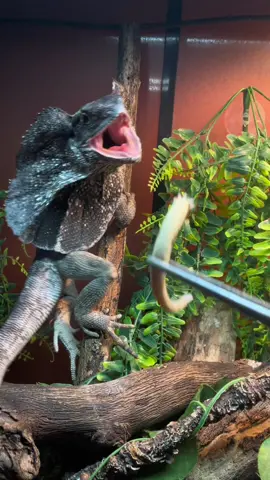 Well... Magic dropped her tail in the process of moving enclosures in preparation for hurricane Ian 😤😕 so Sarge got a treat.   #frilleddragon #crestedgecko #correlophusciliatus #reptiles #crestedgeckos #explore #coolpets #reptilebreeder #crestedgeckobreeder #reptilecommunity #geckocommunity #taildrop #explorepage #reptileenthusiast #geckolover #reptilelover #crestedgeckoforsale #reptilesforsale #reptilekeeper #cresties #animallovers #exoticanimals #foryou #foryoupage #fyp #exploretiktok 