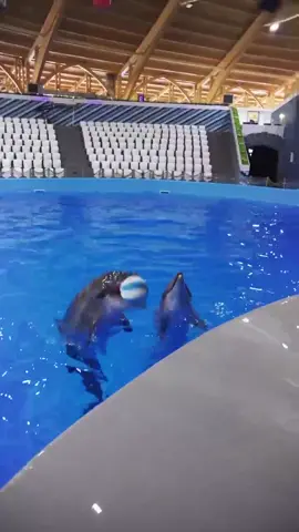 The best keep up partner👏 (@Fitstars Team ) #dolphins #dolphin #animals #dolphinshow 