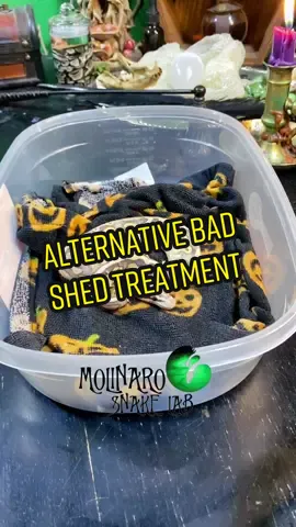 🐍 Proper himidity is essential for good sheds, but sometimes they just happen. I prefer to soak my snakes if they have a bad shed but this is a great alternative! Especially for small and inexperienced snakes! 🧪 #HausLabsFoundation #snakes #snaketok #fyp #foryou #snakecare #witchyvibes #snakebreeder #reptilebreedersoftiktok #molinarosnakelab #petcare #pets #petsnake #snakepet #witchesfamiliar #ballpython #royalpython #sawa #pitone #piton #pyton #Königspython #badshed #shedding #educator #animals #serpents #slytherin #elpaso #texas #eptx #elpasotexas #texassnakes #lascruces #newmexico #lcnm 