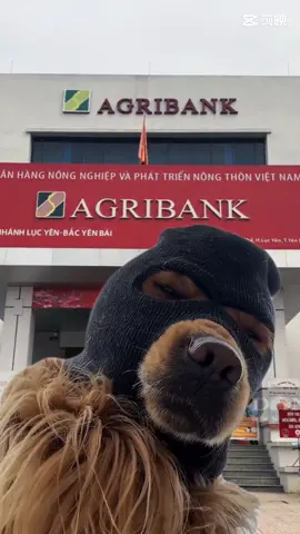 Anh tới Agribank chờ các chú trước rồi nhé😏 #xuhuong #cuopnganhang #chodeomatna #TikTokShop 