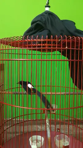 3 jenis suara isian dibawakan dalam satu tembakan Tupai-Lovebird-Tengkek Buto...ini yang di sebut irama lagu bukan bos 😁 #kicaumaniaindonesia #muraybatu #muraybatuindonesia 