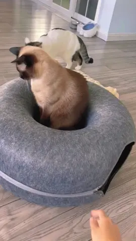 😂😂😂  #cat #cute #funny #catsofttiktok