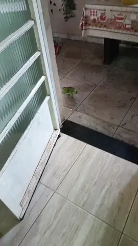 #papagaioverdadeiro #papagaiofalante #loro #foryou #pets #fyp #vaiprofycaramba #fy 