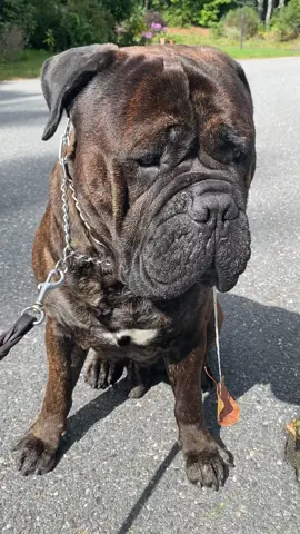 TALENTED! #drool #bullmastifff #brindlebullmastiff #dogsoftiktok #dogmom 