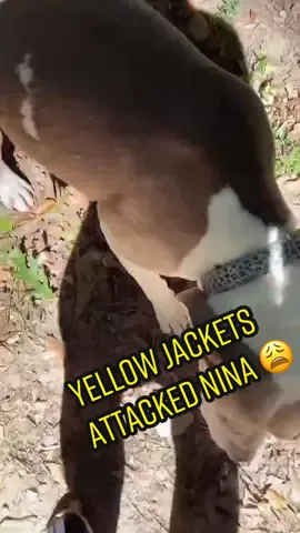 A few weeks ago me, my boyfriend, and all 4 of our dogs were attacked and stung by hundreds of yellow jackets so thats why I was freaking out so bad 😩 poor Nina disturbed another nest today! #yellowjackets #PTSD #BeeSting #WaspSeason 
