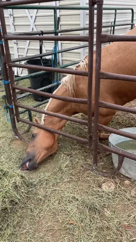 Squidward can’t wait for the hay truck to leave #horse #horses #equestrian #farm #farmlife #pets #pet 