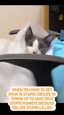 Did you know Lilies are SUPER toxic to cats? 😮 Just  a couple leaves can cause kidney failure in 1-2 days and be fatal in 3 days 😱 so please be careful when buying flowers if there is a cat in the household ⚠️  Sigs to look for: ✅ Drooling  ✅ Vomiting ✅ Lethargy  ✅ Increase in Urination and Water Intake   If your cat has recently eaten a lily call the nearest animal hospital or the Pet Poison Helpline at 1-855-213-6680.  The sooner she gets treatment, (like dexmed injections +/- spin to help the cat vomit here) 🤮  the better her chances are for survival 🐱❤️🩺  #catsoftiktok #lilytoxicity #vetlife #vetmed #veterinarylife #vetmedlife #veterinarymedicine #emergencyvet #catlife #catproblems #veterinariansoftiktok #healthycat #sadcat #kittylife #veterinarian #veterinarianlife #wellnesswednesday 