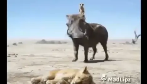 pelakor nya mati🤣🤣