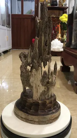 Gốc trầm hương tự nhiên dạng kiến vòng , trầm già dầu đen nguyên rin mùi thơm sống , Cao 38 cm , ngang 17 cm , nặng 565 gram. 