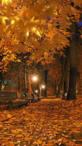 Late autumn night static##wallpaper#scenery #autumn #aestheticism #cure 
