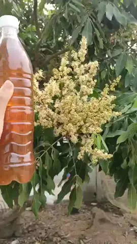 Mật ong hoa nhãn Hưng Yên lấy tại vườn thơm ngon sánh mịn #matong #matonghoanhan #mat #matongtunhien #matongnhan