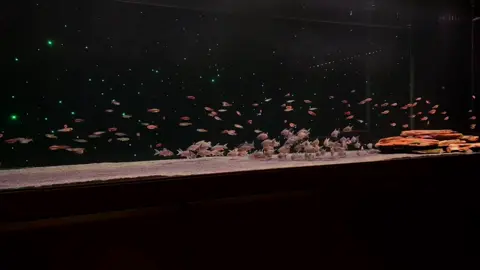 𝕊𝕥𝕒𝕣𝕝𝕚𝕘𝕙𝕥 𝕄𝕖𝕥𝕖𝕠𝕣 ☄️° 💫 * 🪐 | #cool #unique #special #fyp #fishkeeping #fishkeeper #fishlover #fishlovers #aquatic  #aquarium #terrarium #pet #fish #aquaticmalaysia #aquariummalaysia #水族馆 #宠物 #喂鱼 
