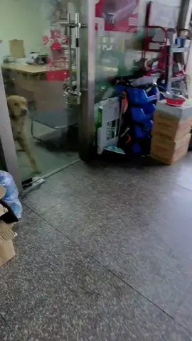 The two dogs quarreled fiercely across the door! The door opened, and when they met face to face, both dogs said nothing! 😂😂😂#petdogs #petstiktok #funnydogsoftiktok