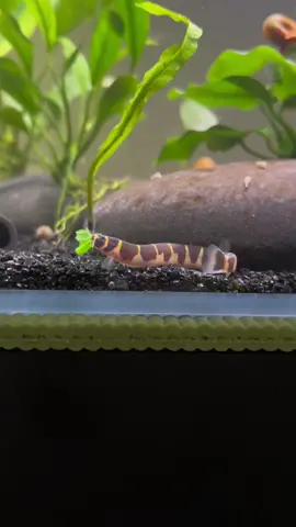 😎 #kuhliloach #eating #aquarium #pet #weirdpets 