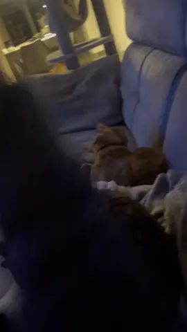 Soo funny Nala thought it was Lilly😂 #catprank #funnycat #funny #prank #hype