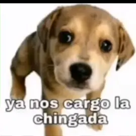 Ya noscar go la chigada tututututu