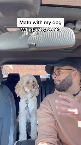 The way she thinks about it… 👀😳 #dogs #dogsoftiktok #PetsOfTikTok #funnydog #fyp #lunatheminicockapoo 