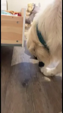 Quand tu comprends pas pourquoi il a des peluches aux pieds 😭 #goldenretriever #fyp #foryou #pourtoi 