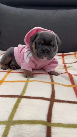 Eevee #englishbulldog #puppy #Eevee #adorable #adorablepets #socal #cutenessoverloaded 