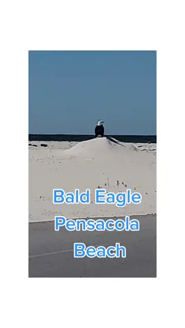 Bald Eagle in Pensacola Beach let me get out of the car before flying away!!  #gratitude #baldeagle #selflove #pensacolabeach #blessed 