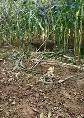 #pcpindonesia #berburubabihutan #riflescope #pcpjawa #nyanggongbabi #berburu #berburuhama #berburubabihutan #hunting #pcp #airgun #airrifleindonesia #pcpindonesia #airforcecondor 