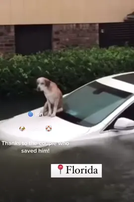 👏🏼The best rescue ever! 🥺 don't let them behind, they needs you! #HausLabsFoundation #hurricane #huracan #ian #florida #fl #tiktok #rescue #rescuedog #rescued #emergency #pet #dog #mascotas #scared #fy #fyp #fypシ #fypage #viral #hero #heroes #proud #