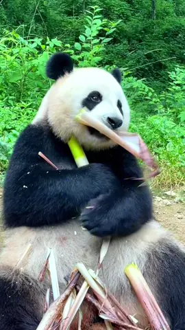 Ready, the two-legged beast starts shooting!#fyp #foryou #tiktok #fypシ #panda #animals #cute 