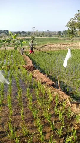 nyorok padi di sawah