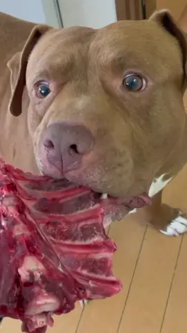 Best ASMR Dog Mukbang#ASMR #犬の咀嚼音 #rawfeeding 