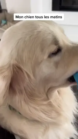 Le mec veut pas se taire 😂 #goldenretriever #fyp #foryou #pourtoi 