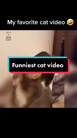 Can't stop watching it 🤣 #funnycat #catvideo #funnycats #catsoftiktok #lol #funnyvideo #haha #catlover #cats #cat #trending #duet #tiktoker #fy #fyp #fypシ #fypage #cattok 