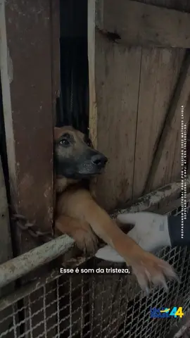 CHEGOU A NOSSA HORA!    Está chegando o dia tão esperado.   Foram anos de trabalho, estudo, conversas e conhecimento obtido ao seu lado. Tenho a consciência que fiz algo importante, mas é só o início de uma grande jornada pela frente.   Nos últimos 45 dias, percorri grande parte do Paraná e vi de perto a realidade da proteção animal.   Temos excelentes pessoas, protetores e ONGs que fazem um trabalho espetacular.  Infelizmente, isso é muito pouco para um estado com 399 municípios, onde na maioria das vezes o Poder Público está ausente.   Animais abandonados ou machucados, protetores e ONGs suplicando ajuda para se manter, quase invisíveis para a sociedade.   Depois de acompanhar centenas de casos de maus-tratos com animais e sentir na pele a dor da impunidade, tenho certeza que serei útil no Congresso Nacional com a minha experiência e conhecimento.   Nossa missão de VIDA precisa seguir!   Neste domingo (dia 02), o nosso COMPROMISSO é com a cidadania e com a CAUSA ANIMAL.   Na urna eletrônica, o primeiro voto é para DEPUTADO FEDERAL- APERTE 4411 E CONFIRMA (BOTÃO VERDE).    Avise os amigos, os vizinhos e a família da nossa candidatura, A REDE DO BEM precisa vencer mais essa. Obrigado Paraná! #fy #fyp #parana #causaanimal #animais #delegadomatheuslaiola 
