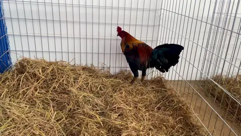 Que mồng vua #linhgòcông #trạigàlinhgòcông 