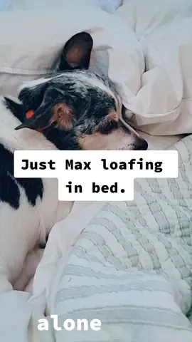 #leavemealone #dogsoftiktok #rescuedogsoftiktok #pissedoffdog  #dogsonbeds #dogsinbeds #max 