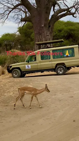 Wonderful Safari Tanzania🇹🇿