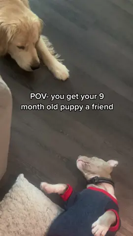 When dad brings home a dog 💁‍♀️ #dogsoftiktok #EndlessJourney #puppies #bestfriend 