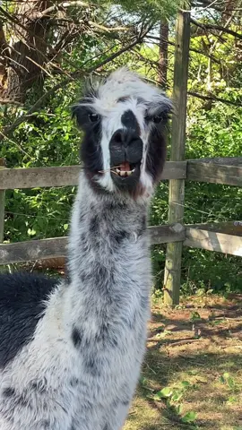 I really think Ollie is singing this in his head. #llama #cutepets #llamasoftiktok #farmlife #midwest #fyp #cedarrapids #smile